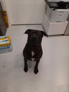adoptable Dog in mount gilead, OH named Kona