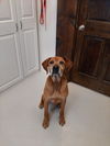 adoptable Dog in  named Barley
