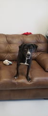 adoptable Dog in mount gilead, OH named Rosco