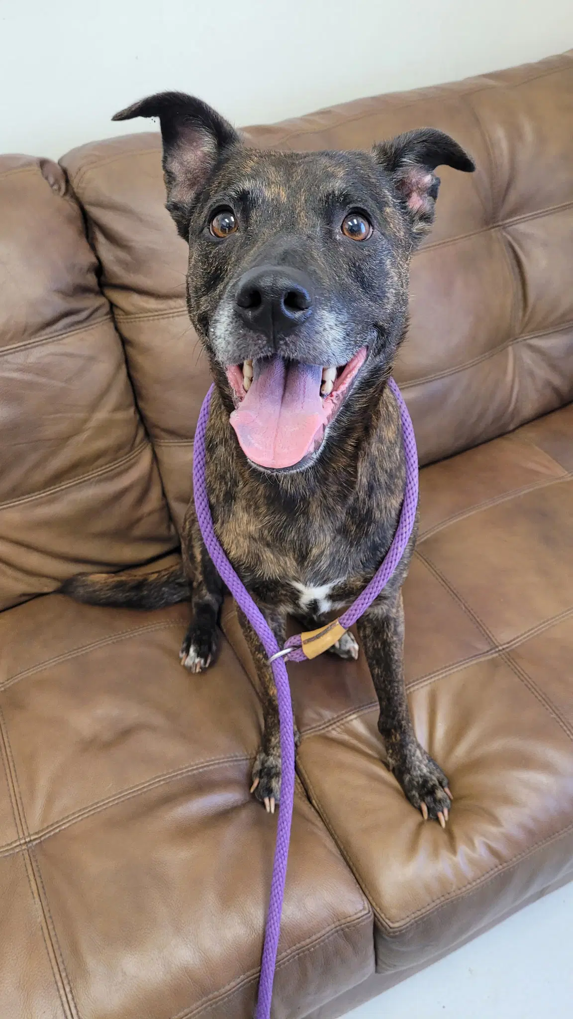 Evie - Dutch Shepherd