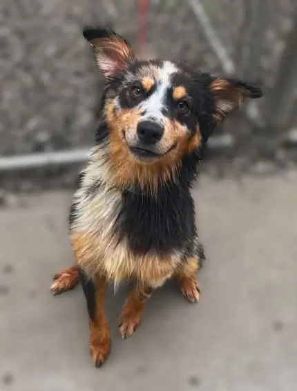 Simon - Australian Shepherd