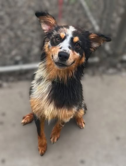 Simon
