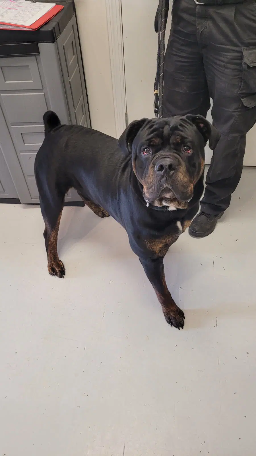 Obi - Rottweiler