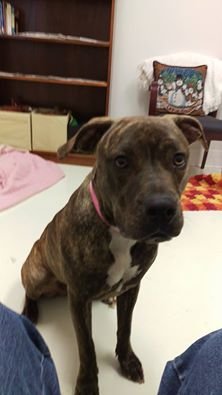 adoptable Dog in Mount Gilead, OH named Mercedes