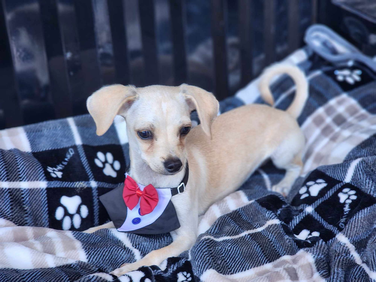 adoptable Dog in Norco, CA named DUSTY