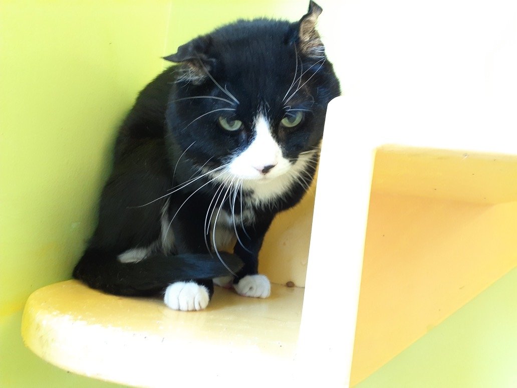 adoptable Cat in Hudson, NY named BUZZ