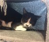 adoptable Cat in , NY named Dom-Barn Cat