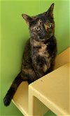 adoptable Cat in hudson, NY named Shelley