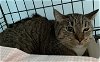adoptable Cat in hudson, NY named Hexe
