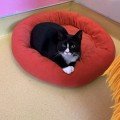 adoptable Cat in Hudson, NY named Dominic