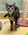 adoptable Cat in hudson, NY named Jamie
