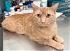 adoptable Cat in , NY named Dorito