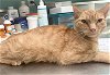 adoptable Cat in hudson, NY named Pringles