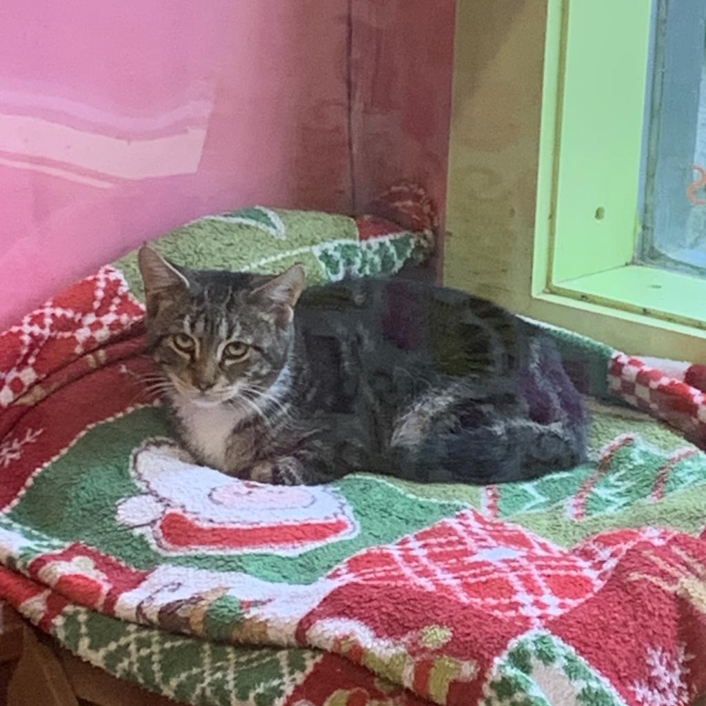 Cats for Adoption in Lenox, Massachusetts Alpha Paw