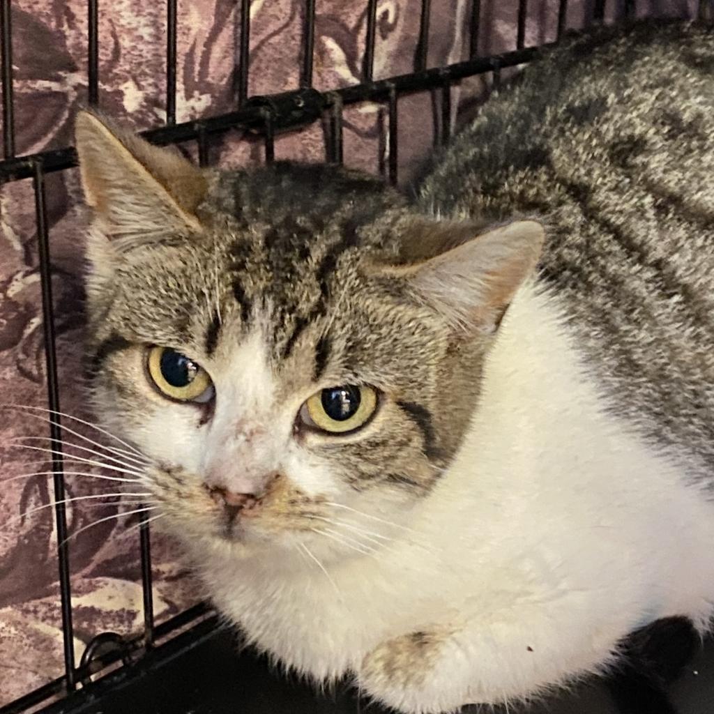Cats for Adoption in Chatham, New York Alpha Paw