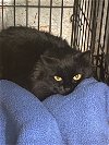 adoptable Cat in hudson, NY named Sasha