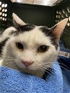 adoptable Cat in hudson, NY named Mars