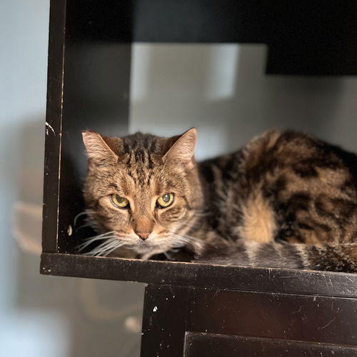 picture of the cat needing adoption
