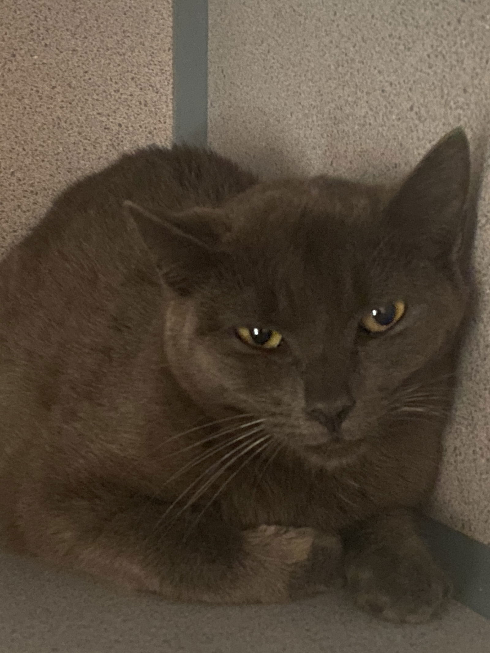 Cats for Adoption in Lee, Massachusetts Alpha Paw