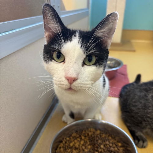 picture of the cat needing adoption