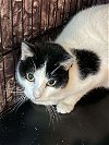 adoptable Cat in hudson, NY named Ramen