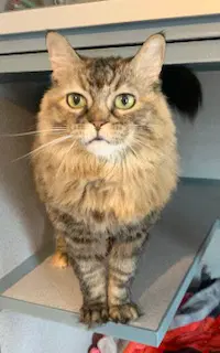 Pelusa - Domestic Long Hair