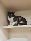 adoptable Cat in hudson, NY named Hugh