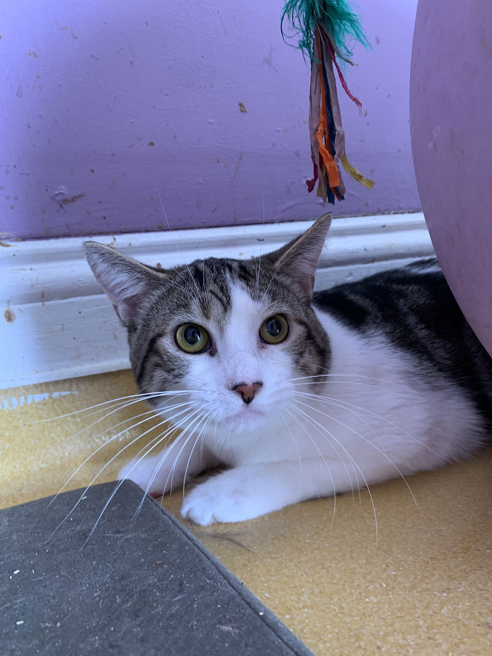 adoptable Cat in Hudson, NY named Arlo