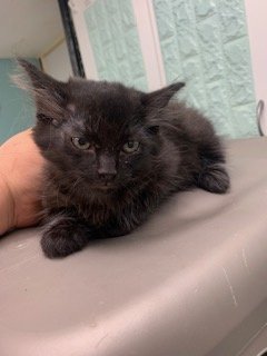 adoptable Cat in Hudson, NY named Asphalt