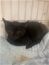 adoptable Cat in hudson, NY named Noah