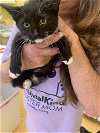 adoptable Cat in hudson, NY named Pearl