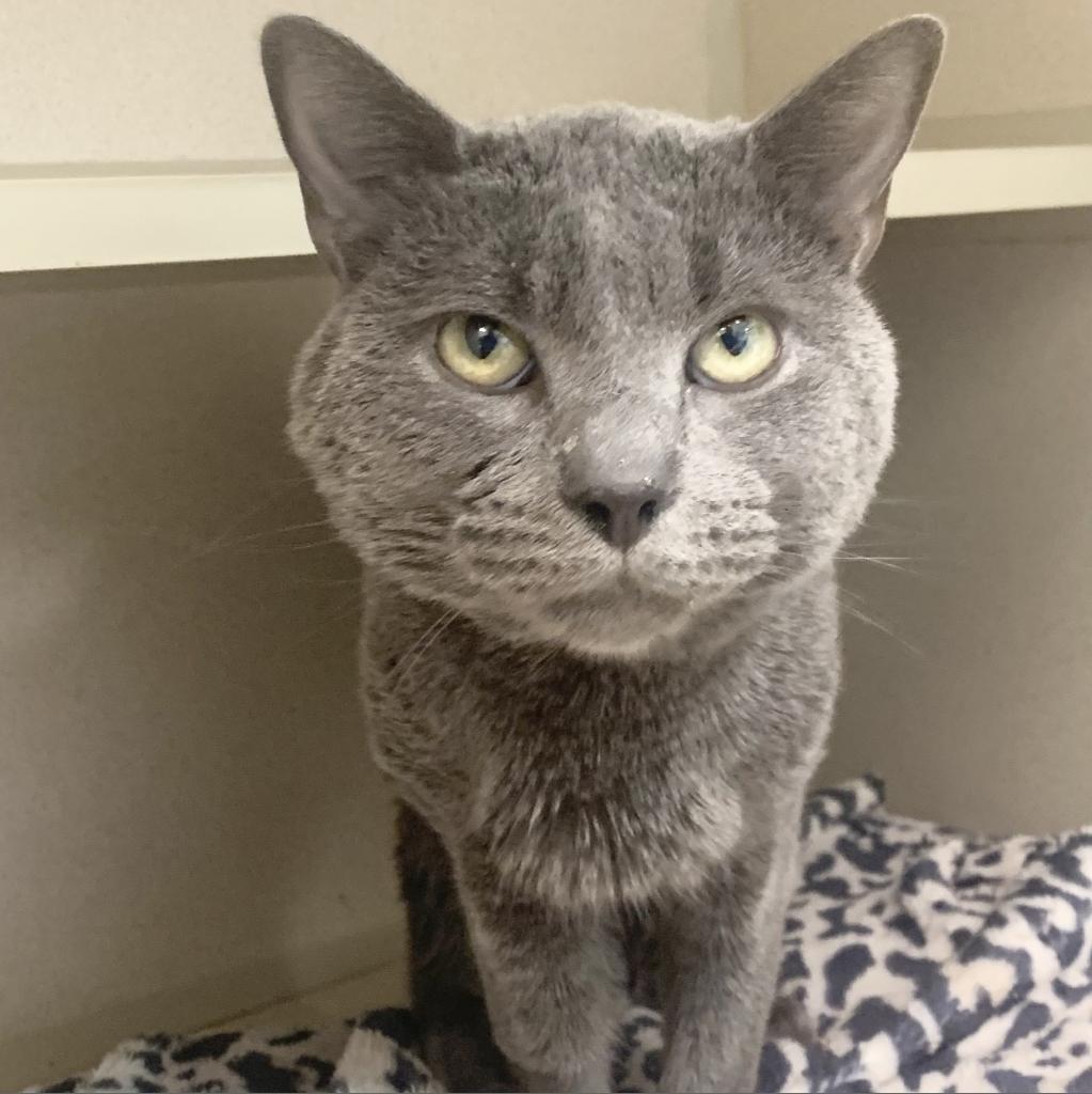 Cats for Adoption in New Preston, Connecticut | Alpha Paw