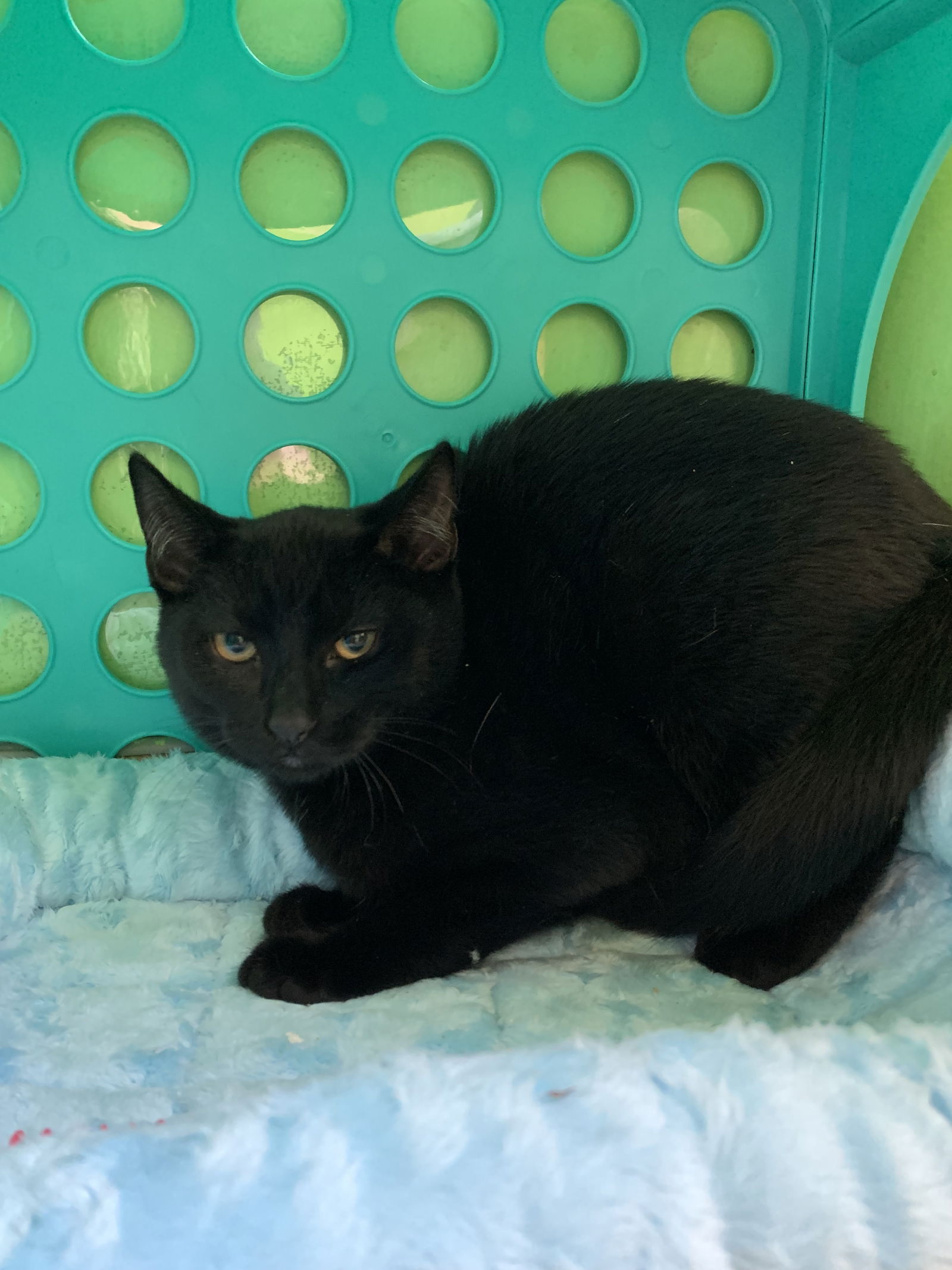 adoptable Cat in Hudson, NY named Russet