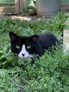 adoptable Cat in Hudson, NY named Tux