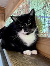 adoptable Cat in Hudson, NY named Brittney - BARN CAT