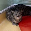 adoptable Cat in hudson, NY named Jasmine - BARN CAT