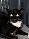 adoptable Cat in hudson, NY named Petunia - BARN CAT