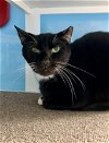 adoptable Cat in hudson, NY named Dagger - BARN CAT