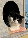 adoptable Cat in hudson, NY named Daisy - BARN CAT