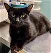 adoptable Cat in hudson, NY named Queen