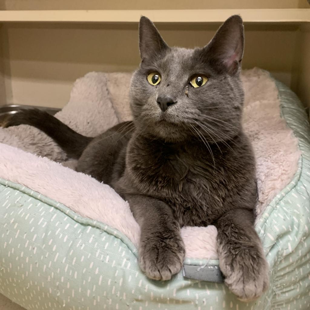 adoptable Cat in Hudson, NY named Monty