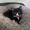 adoptable Cat in , NY named Bernie