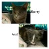 adoptable Cat in hudson, NY named Sherry-KITTEN