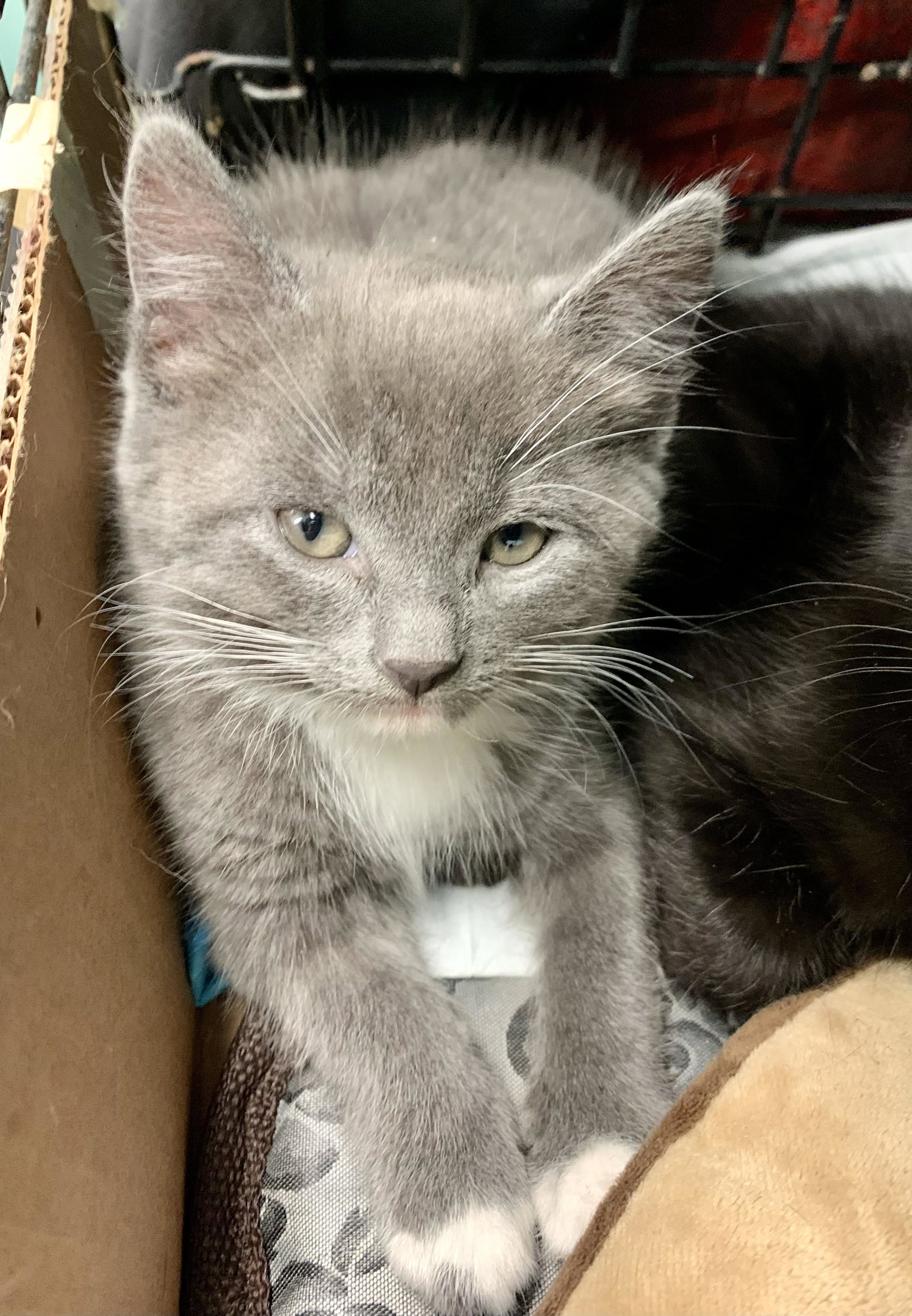 Cats for Adoption in New Paltz, New York Alpha Paw