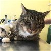 adoptable Cat in hudson, NY named Otis