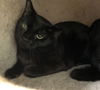 adoptable Cat in Hudson, NY named Black Top