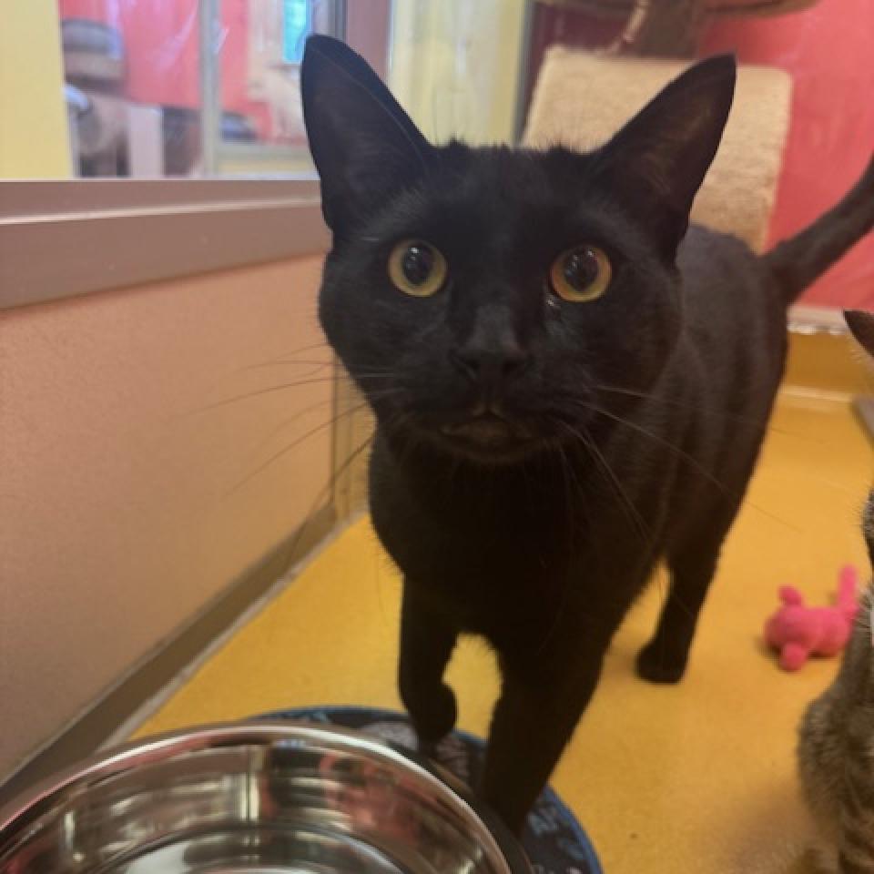 adoptable Cat in Hudson, NY named George