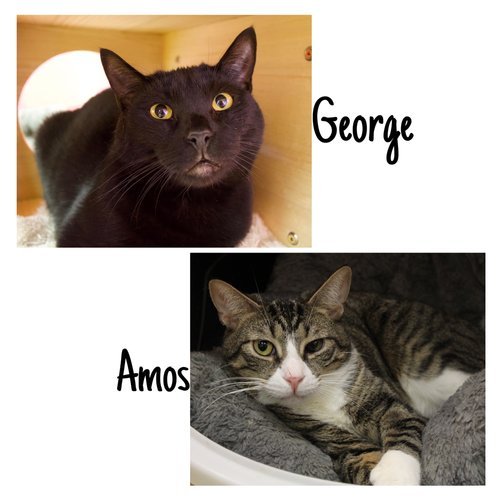adoptable Cat in Hudson, NY named George