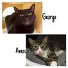 adoptable Cat in hudson, NY named George & Amos - BONDED