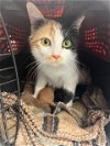 adoptable Cat in hudson, NY named Princess